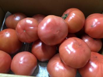 トマトが箱詰めにされ、箱に敷き詰められている