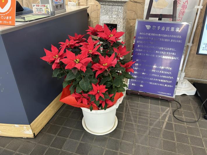 ポインセチアが植えられた鉢