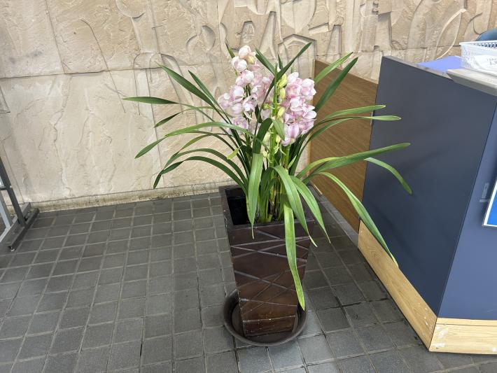 シンビジュームが植えられた鉢