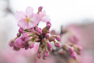 つぼみがたくさん付いた河津桜の枝