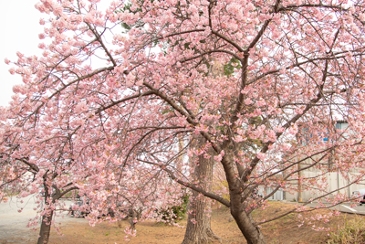 八部咲きの河津桜（2024年3月5日時点）