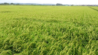 稲穂が実る田んぼが一面に広がっている様子