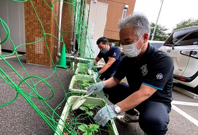 ポロシャツを着た短髪の男性2人がスコップを持ってかがんで、ゴーヤの苗をプランターに植えている