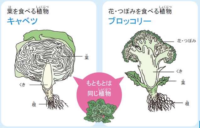 キャベツとブロッコリーの葉や茎の部分が図示されている