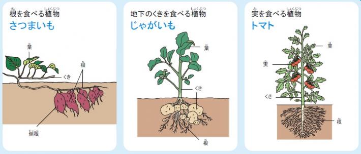 さつまいも、じゃがいも、トマトの葉や茎の構造が図示されている