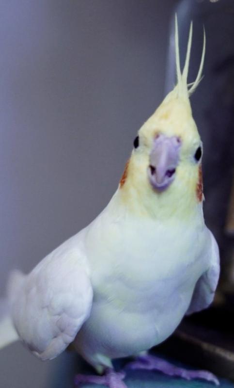 インコがこちらをみている