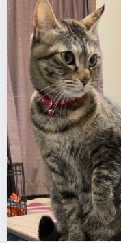 キジトラの猫が左を向いている