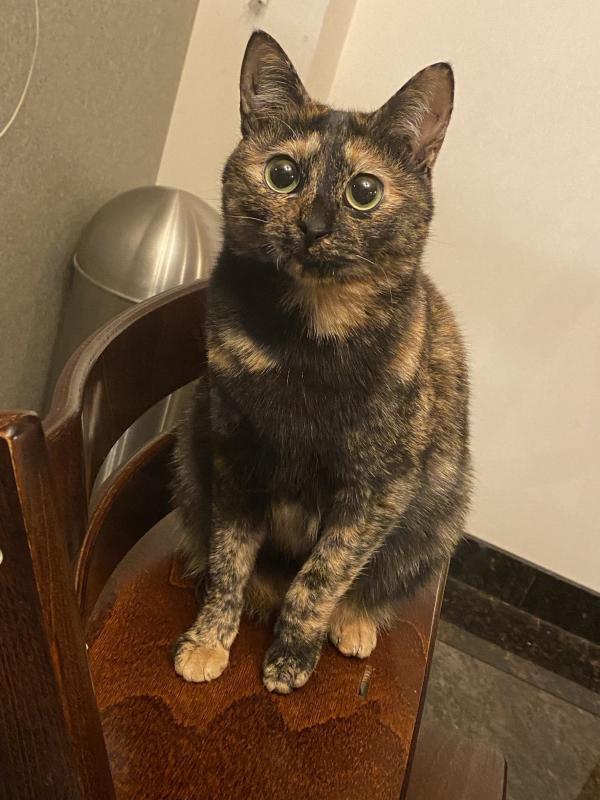 椅子の上の猫がこちらを見ている