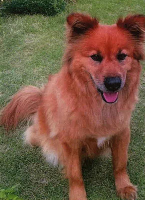 犬が座っている