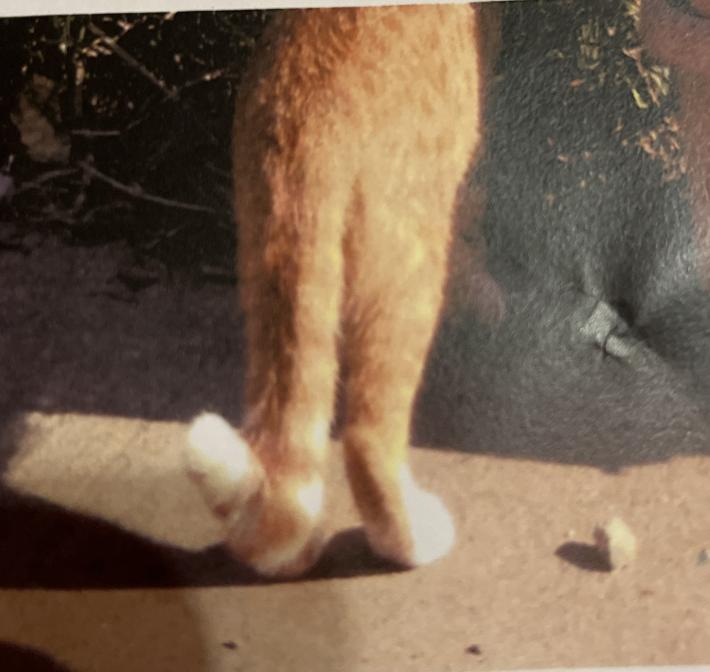 猫のしっぽ
