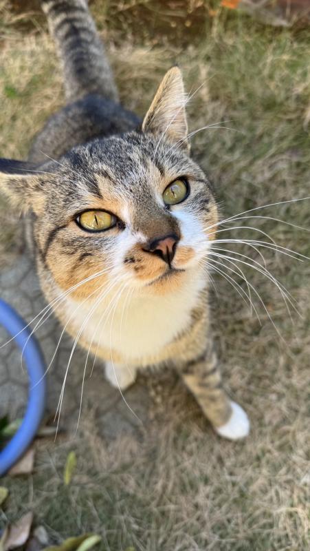 キジトラの猫がこちらを見ている