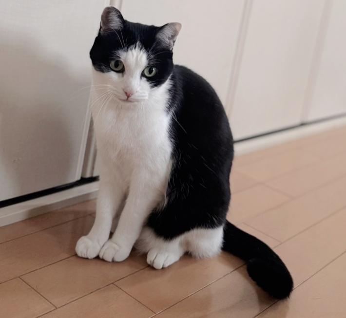 白黒ハチワレの猫がこちらを見ている
