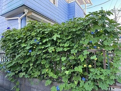 敷地境界の柵部分に朝顔が一面に繁茂し、グリーンの幕を作り、青紫の花を咲かせている様子