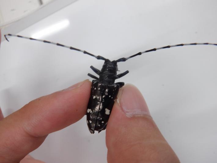 ツヤハダゴマダラカミキリ成体