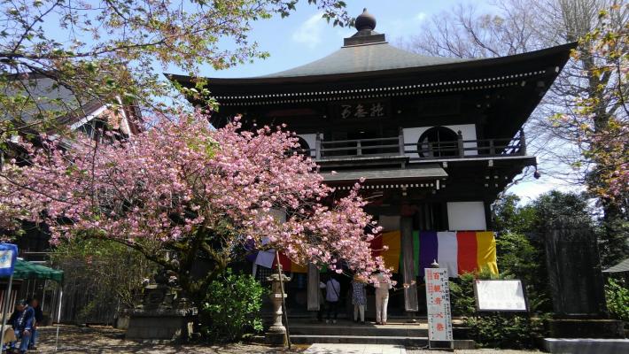 手前に開花した桜の花があり、奥に三世堂が見えている。