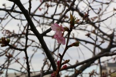 数輪咲いている河津桜の写真