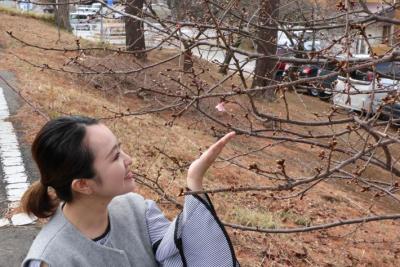 一輪咲いた河津桜を見つめるさくらまやさんの写真