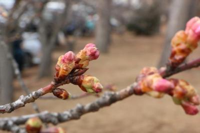 いまにも咲きそうなピンク色に膨らんだ河津桜のつぼみ