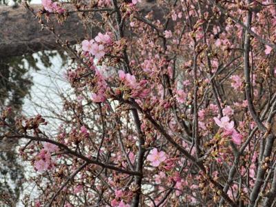 開花している桜とまだつぼみの桜があり六分咲きの様子