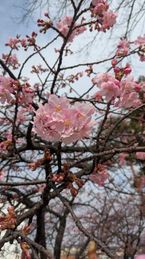 開花している桜が中央にあり、奥にはつぼみのある枝がある様子