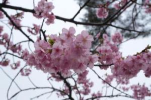 満開にさいた桜の花を近距離で撮影した写真