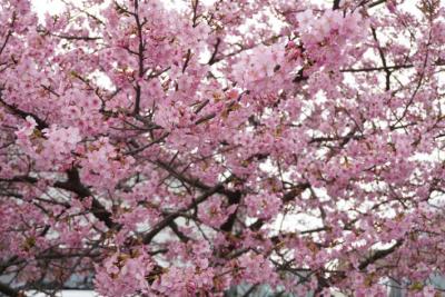 満開のピンク色の花びらがたくさん映っている様子