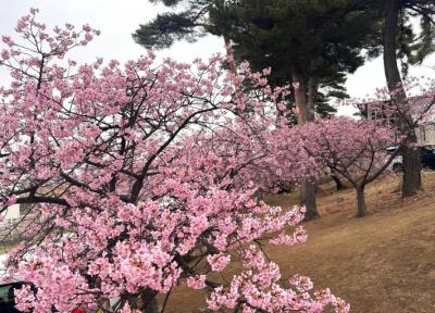 遠くから複数の満開に咲いている河津桜の木を撮影した写真