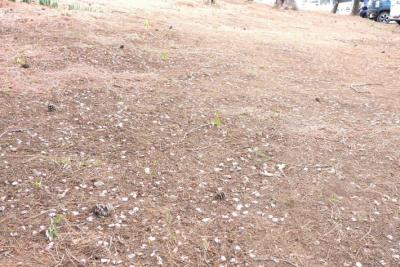 ピンク色の花びらが地面に散らばっているようす