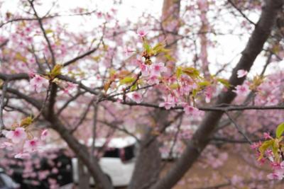 緑の葉が伸びてきた河津桜の花を近距離で撮影した