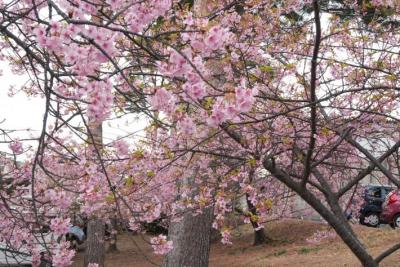 ところどころに緑色の葉が目立ってきているが満開状態の河津桜の木々