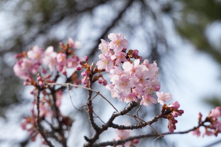 河津桜が咲いている様子