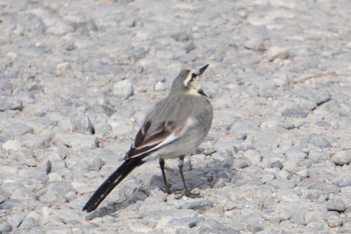 鳥が桜を見上げている様子