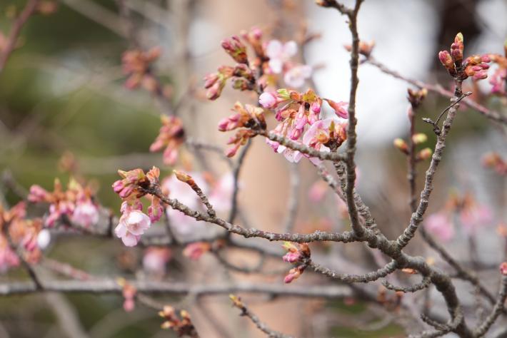 河津桜のピンク色のつぼみと花が開いている様子