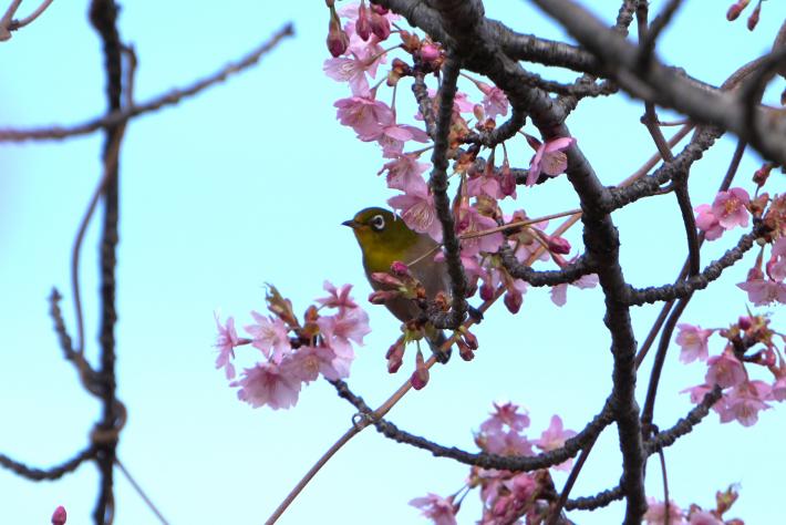 河津桜の枝にメジロが止まっている様子