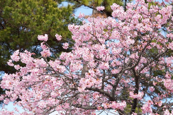 河津桜が咲いている様子