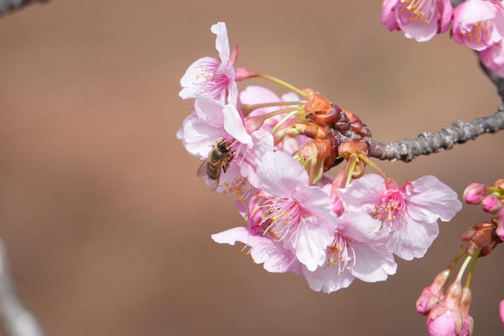 河津桜の花の蜜をミツバチが吸っている様子