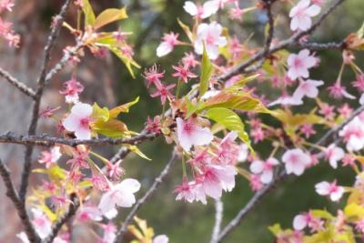 花びらが散った河津桜と緑色の葉が写っている