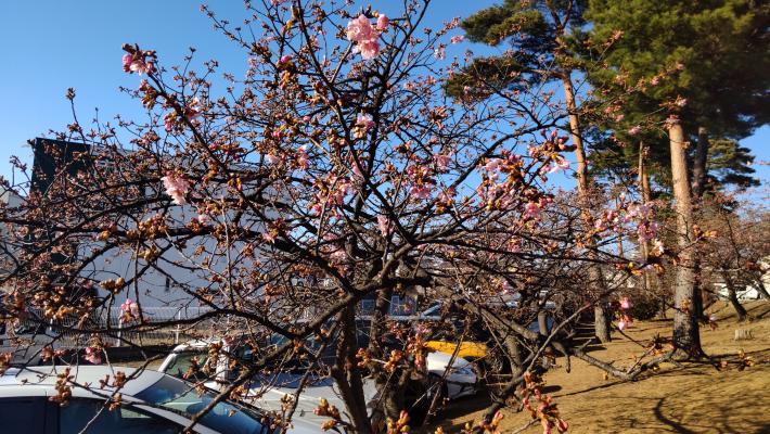 河津桜の写真。つぼみが大きくなり、全体的にピンク色になっている。花もまばらに咲いている。