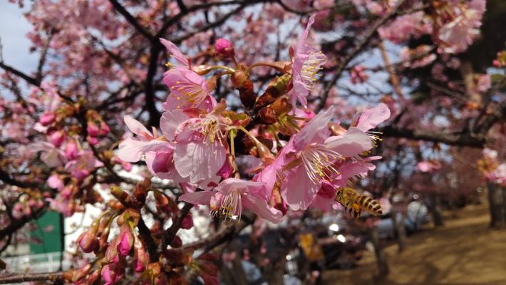 中央に花がめいっぱい開いた桜の画像。花の右下にミツバチが写っている