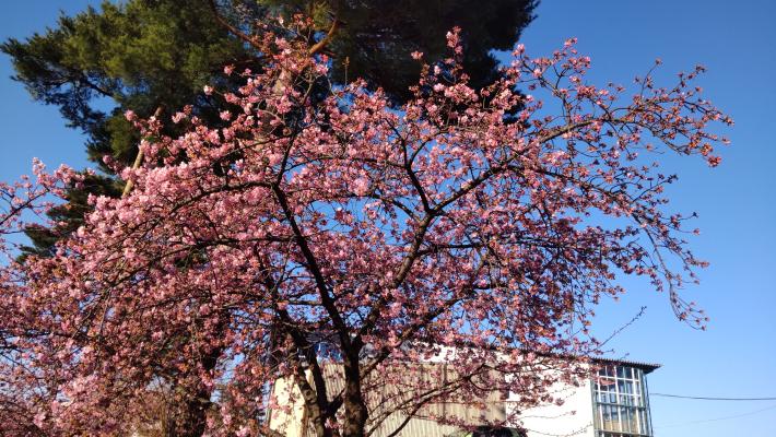 花がたくさん咲いた桜の木が一本写っている。八分咲きほど。一部枝先はつぼみが多い