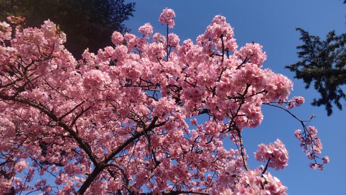 下から桜を撮った写真。空は青く、濃いピンク色の桜が写真いっぱいに写っている