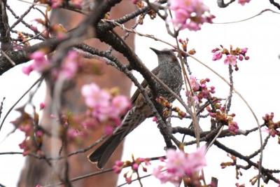ヒヨドリが花の蜜を吸いにきている様子