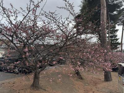 全体的に六分咲きの河津桜の木を根本から全体的に撮影した様子