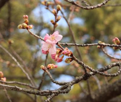 2月16日の河津桜の様子で数輪開花している花とつぼみの写真