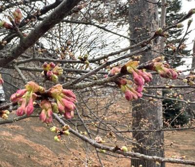 いまにも膨らみそうなピンク色のつぼみがたくさんある写真