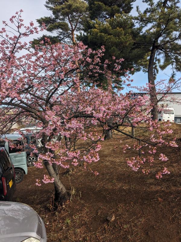 河津桜を全体的に写した写真です。五分咲き程度咲いています。