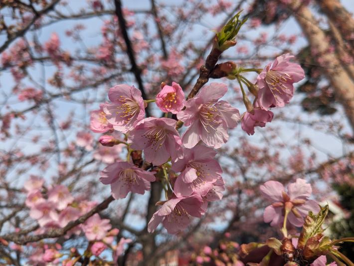 河津桜の花の写真です。中央に7つほどの花が咲いた枝があり、つぼみも2つほどあります