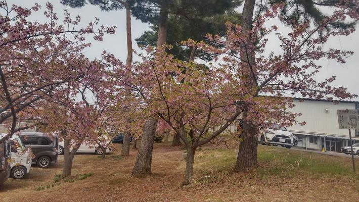 桜の木が3本写っている。花はだいぶ散り、葉が多く出ている。