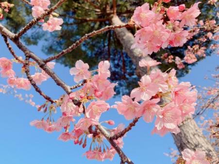 枝に花がついている河津桜の写真。花の数は少ないが満開。