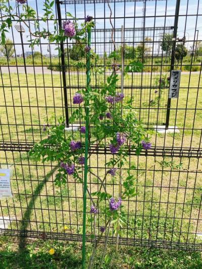 フジの写真。アメリカフジという札の横でツルを伸ばし花を咲かせているフジの写真